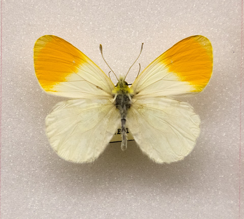 Anthocaris cardemines male (aberrant albino) [Internet image property of respective owner, non commercial use only]